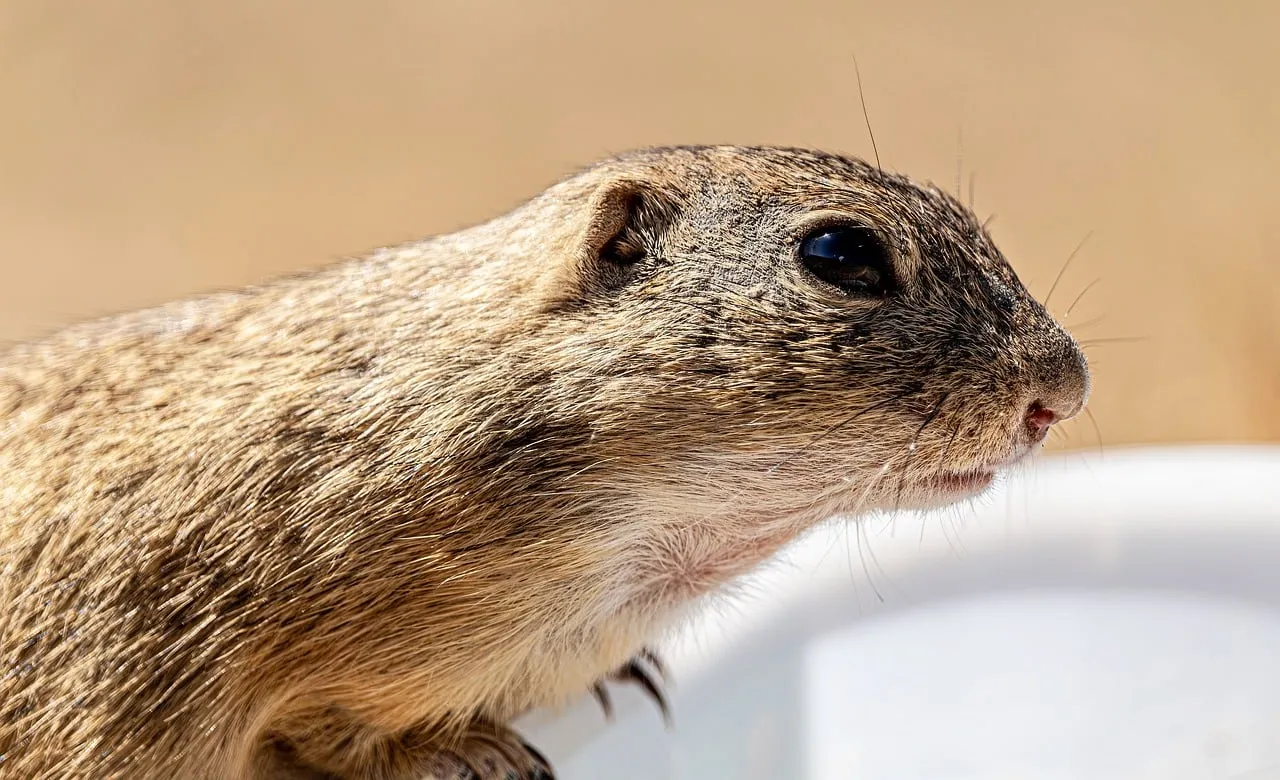 Captivating Close-Up: Adorable Ground Squirrel in Nature's Embrace