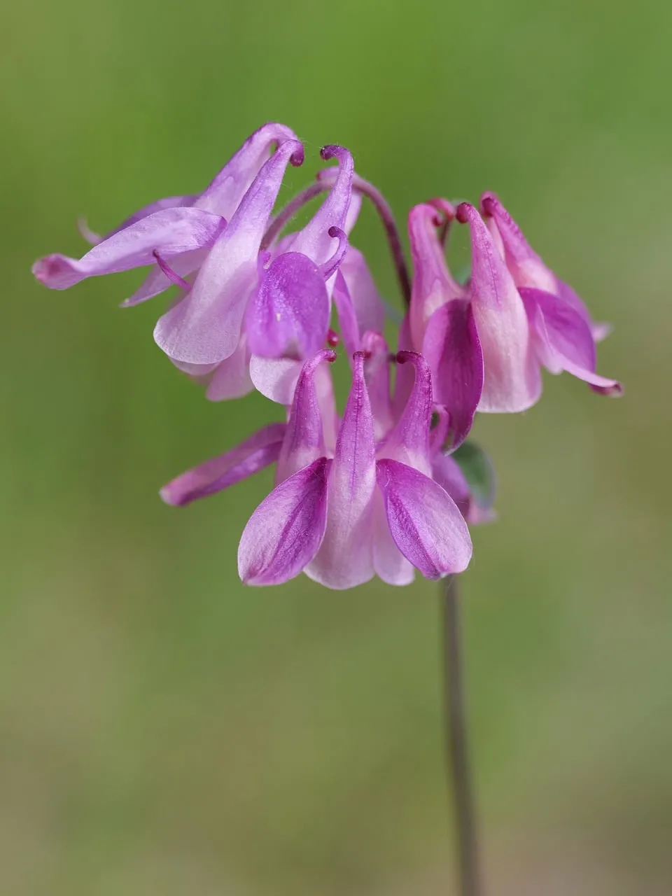 Enchanting Purple Columbine: Delicate Spring Bloom