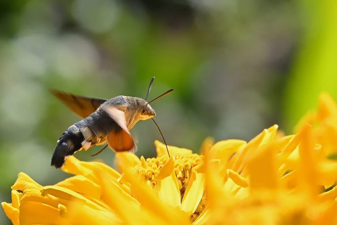 Hummingbird Moth's Delicate Dance on Golden Zinnia