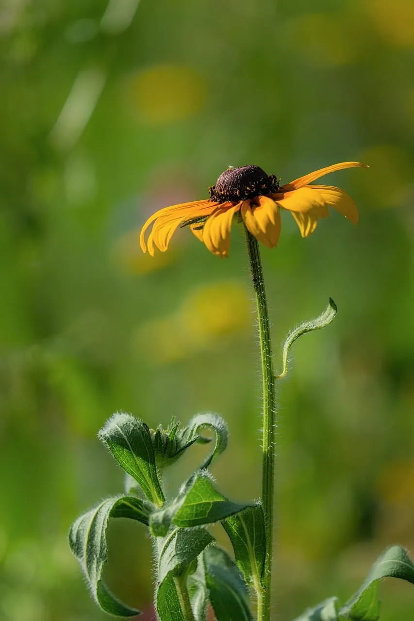 Vibrant Rudbeckia: Summer's Golden Kiss in Macro
