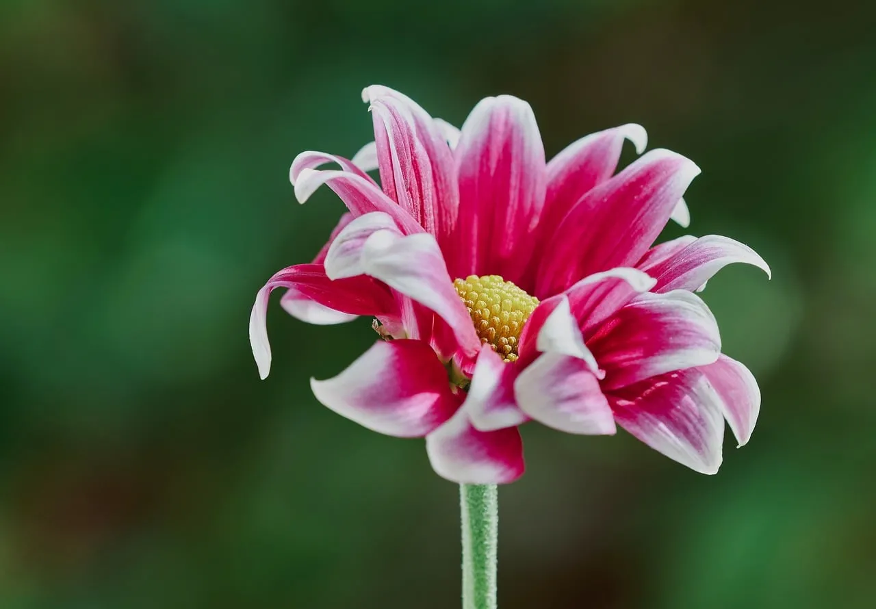 Vibrant Pink Dahlia: A Symphony of Petals