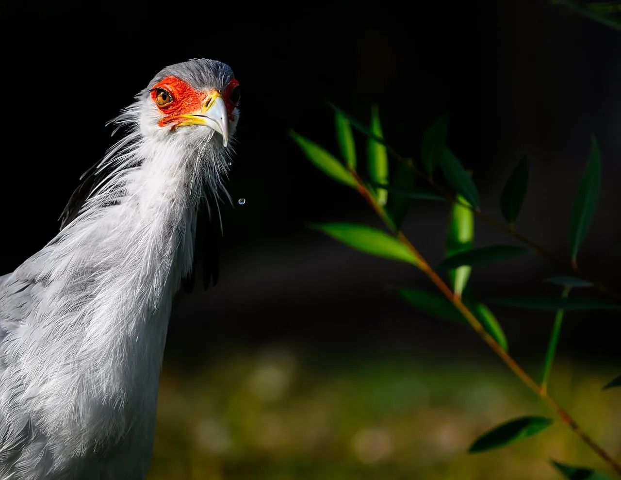Majestic Secretary Bird: A Close-Up of Nature's Raptor