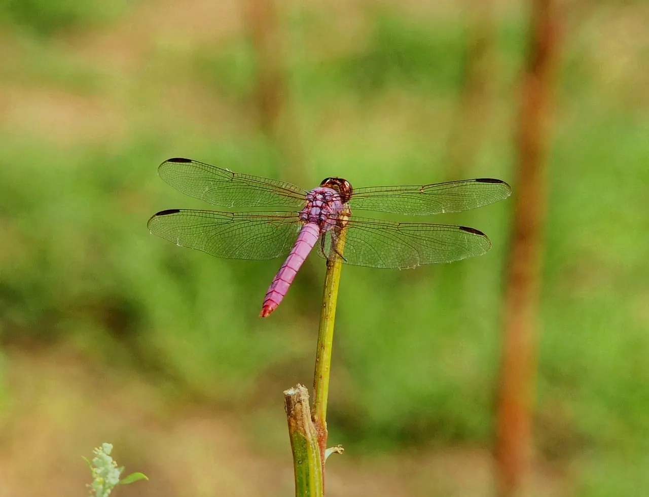 Vibrant Pink Dragonfly Perched in Summer Wilderness