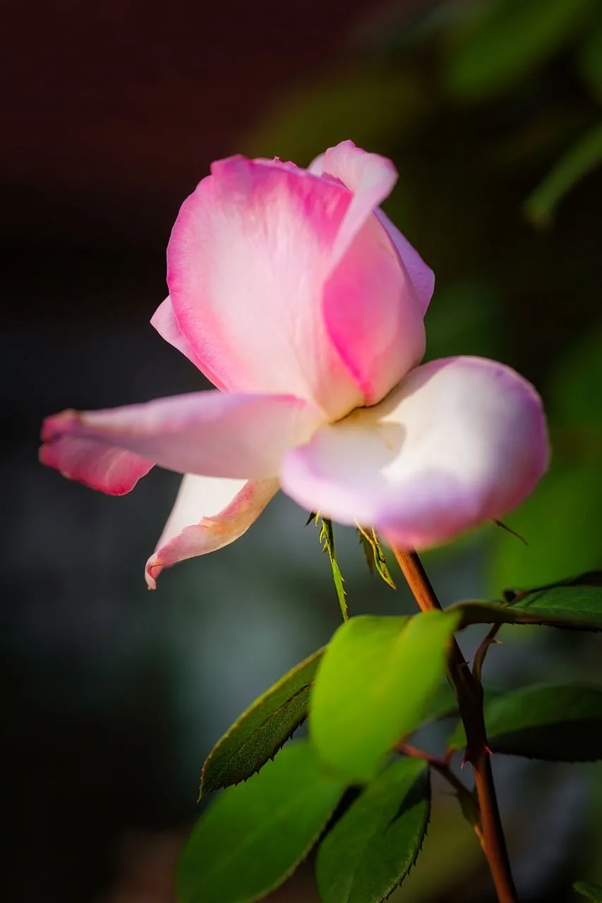 Vibrant Pink Rose: A Stunning Macro Bloom