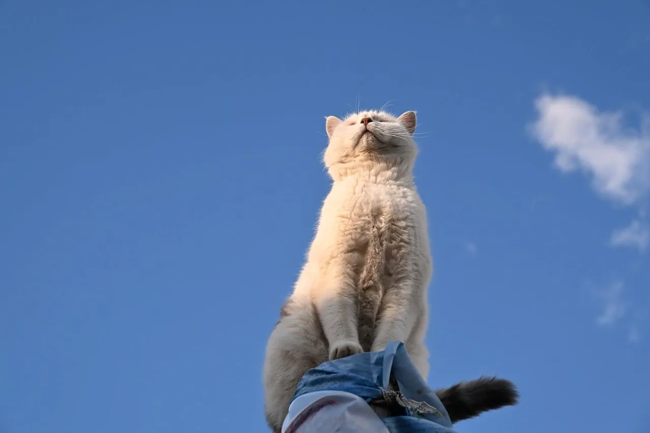 Majestic Feline: Sky-Gazing Cat Enjoying Nature