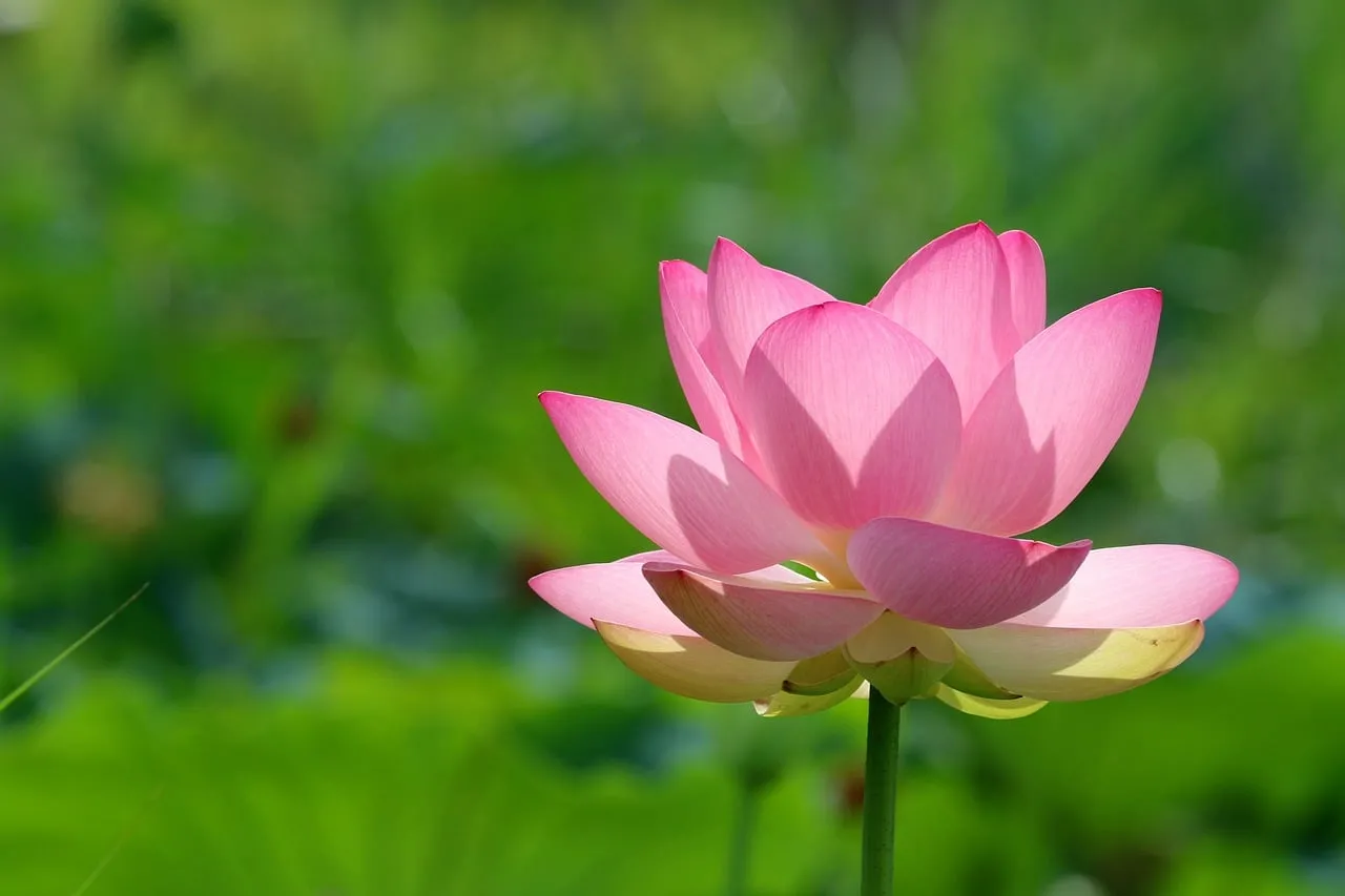 Stunning Pink Lotus: Serene Beauty in Nature