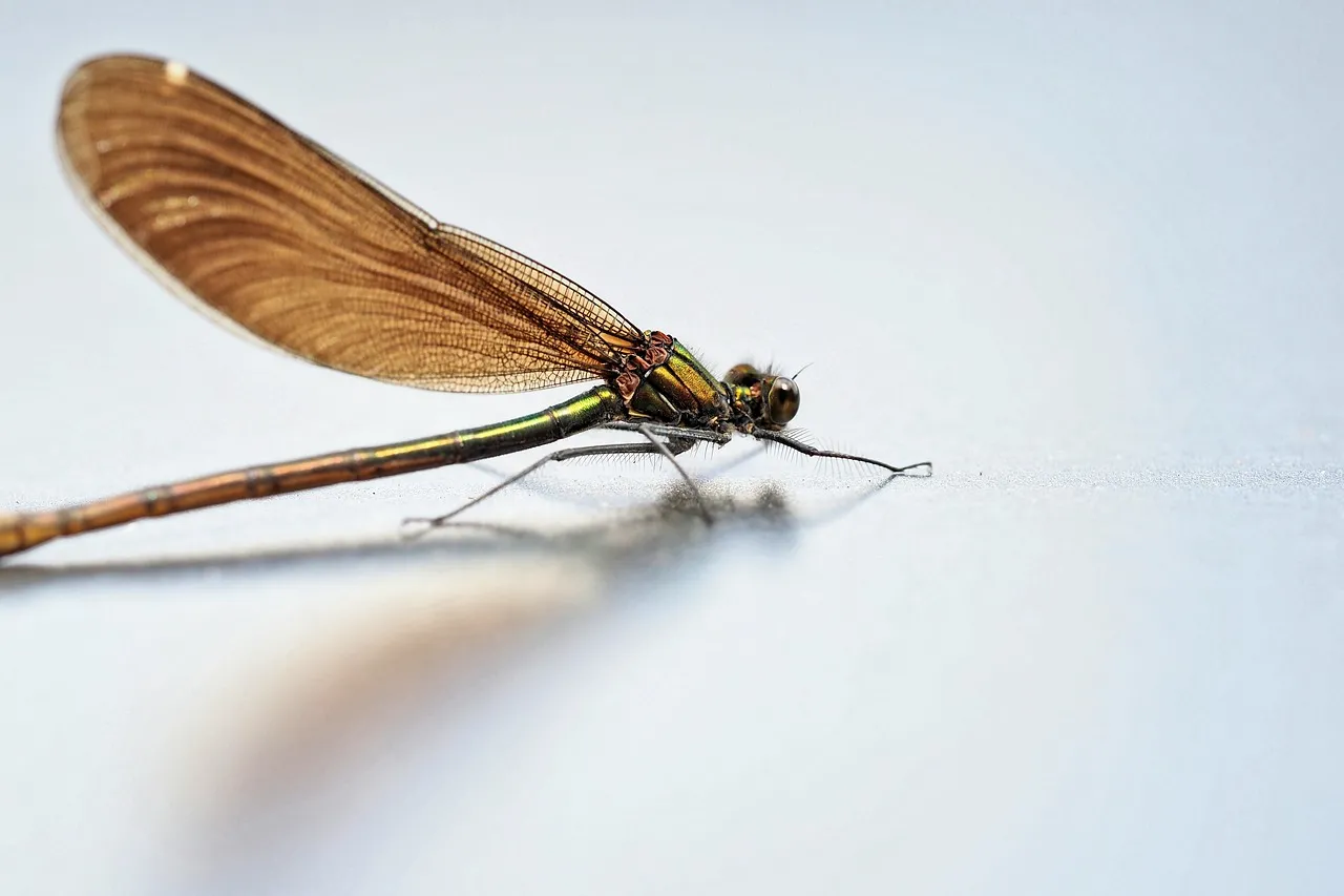 Stunning Macro Demoiselle Dragonfly with Intricate Wings