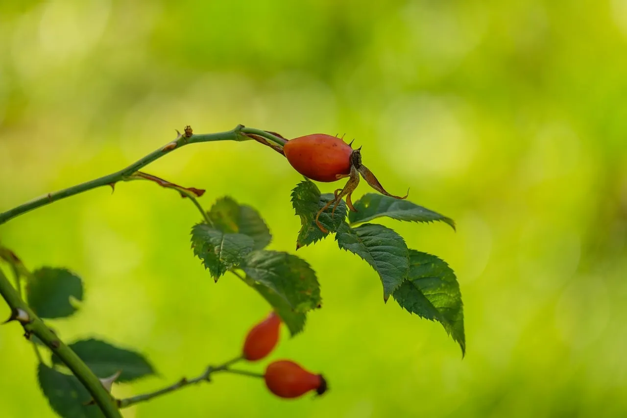 Vibrant Rosehip: Nature's Vitamin C Powerhouse