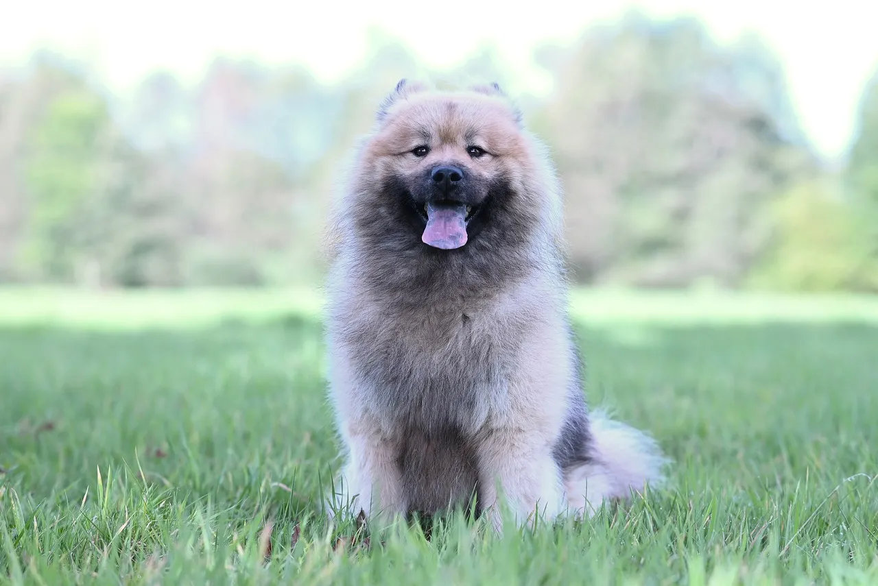 Charming Eurasier: Fluffy Canine Smiling in Nature