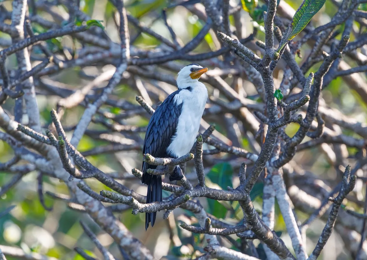 Exotic Cormorant Perched: A Glimpse into Indonesian Wildlife