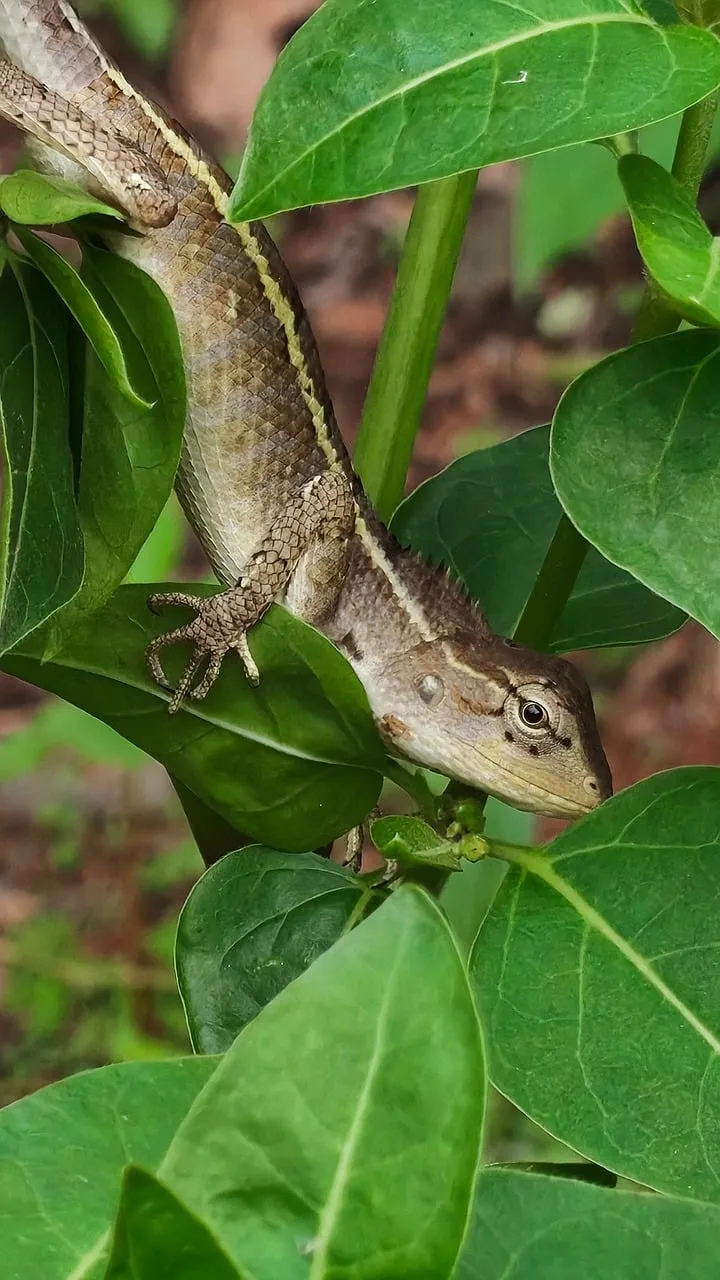 Vivid Jungle Camouflage: Lizard Blends Seamlessly on Lush Green Leaves