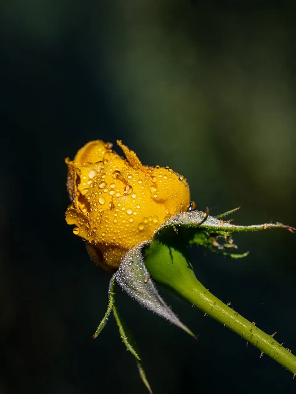 Vibrant Yellow Rose Bud Adorned with Morning Dew
