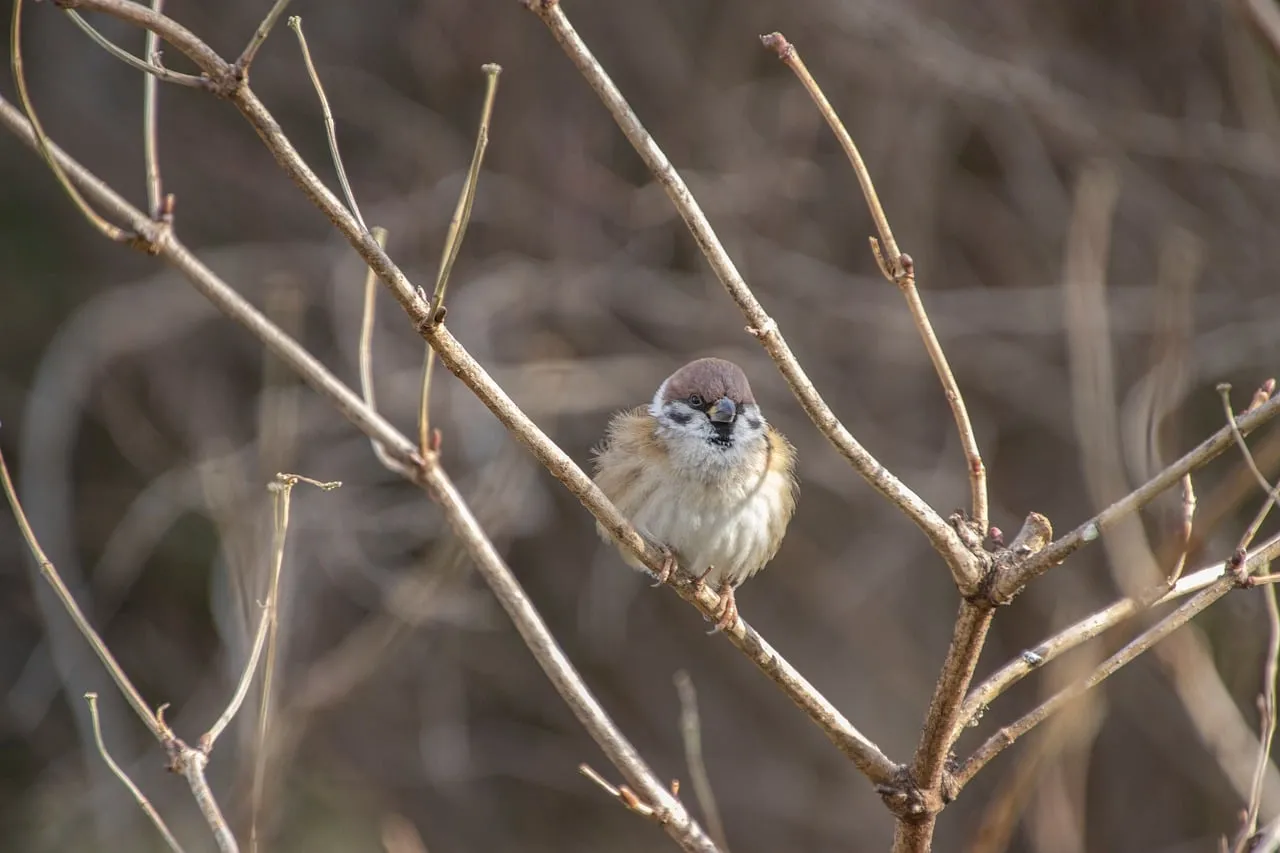 Charming Sparrow Perched on Winter Branch