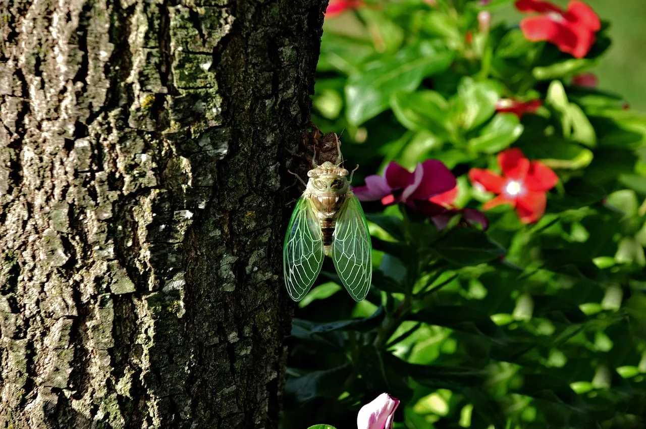 Vibrant Summer Serenade: Cicada Rests on Tree Bark Amidst Blooming Flowers