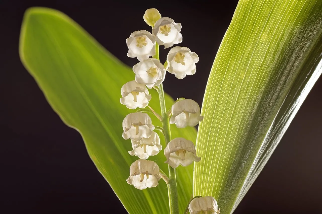 Enchanting Beauty: Delicate Lily of the Valley Blooms