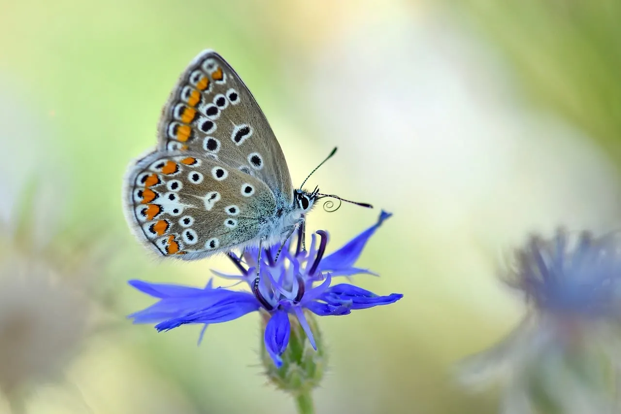 Vibrant Blue Butterfly Delicately Alights on a Cornflower