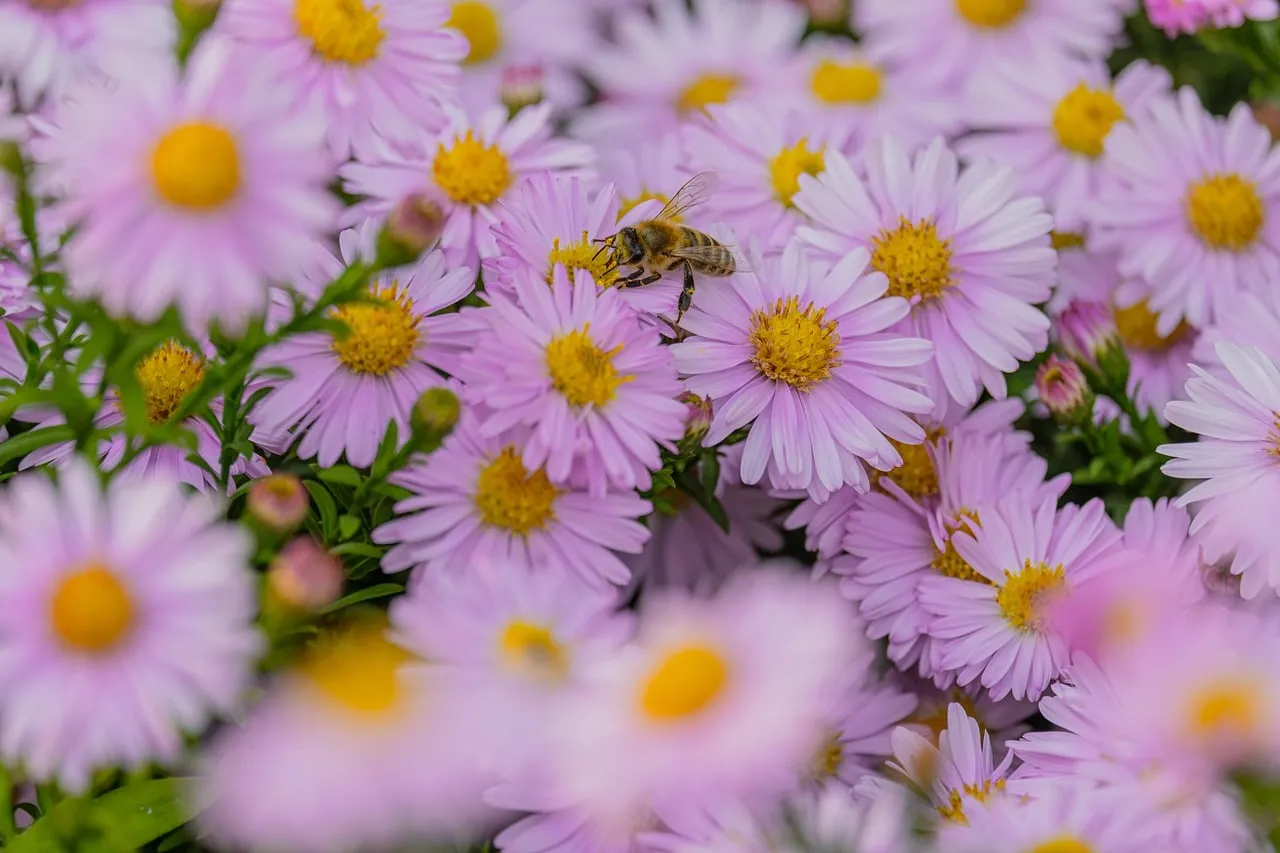 Vibrant Pink Asters and Busy Bee in Spring Garden