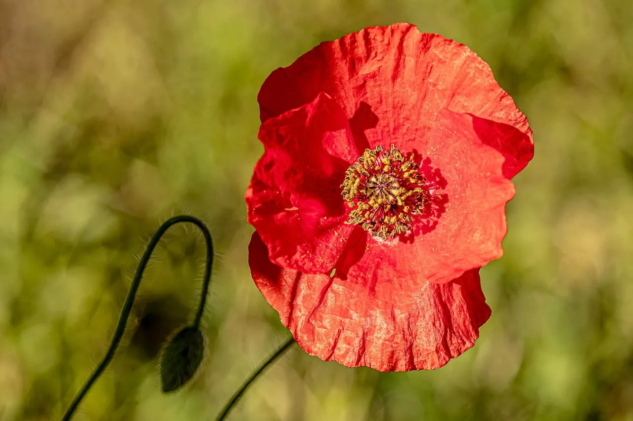 Vibrant Red Poppy: A Delicate Bloom of Spring's Beauty