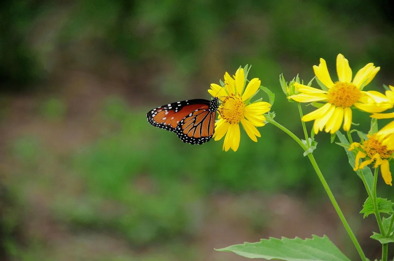 Vibrant Butterfly Sips Nectar from Golden Yellow Flower