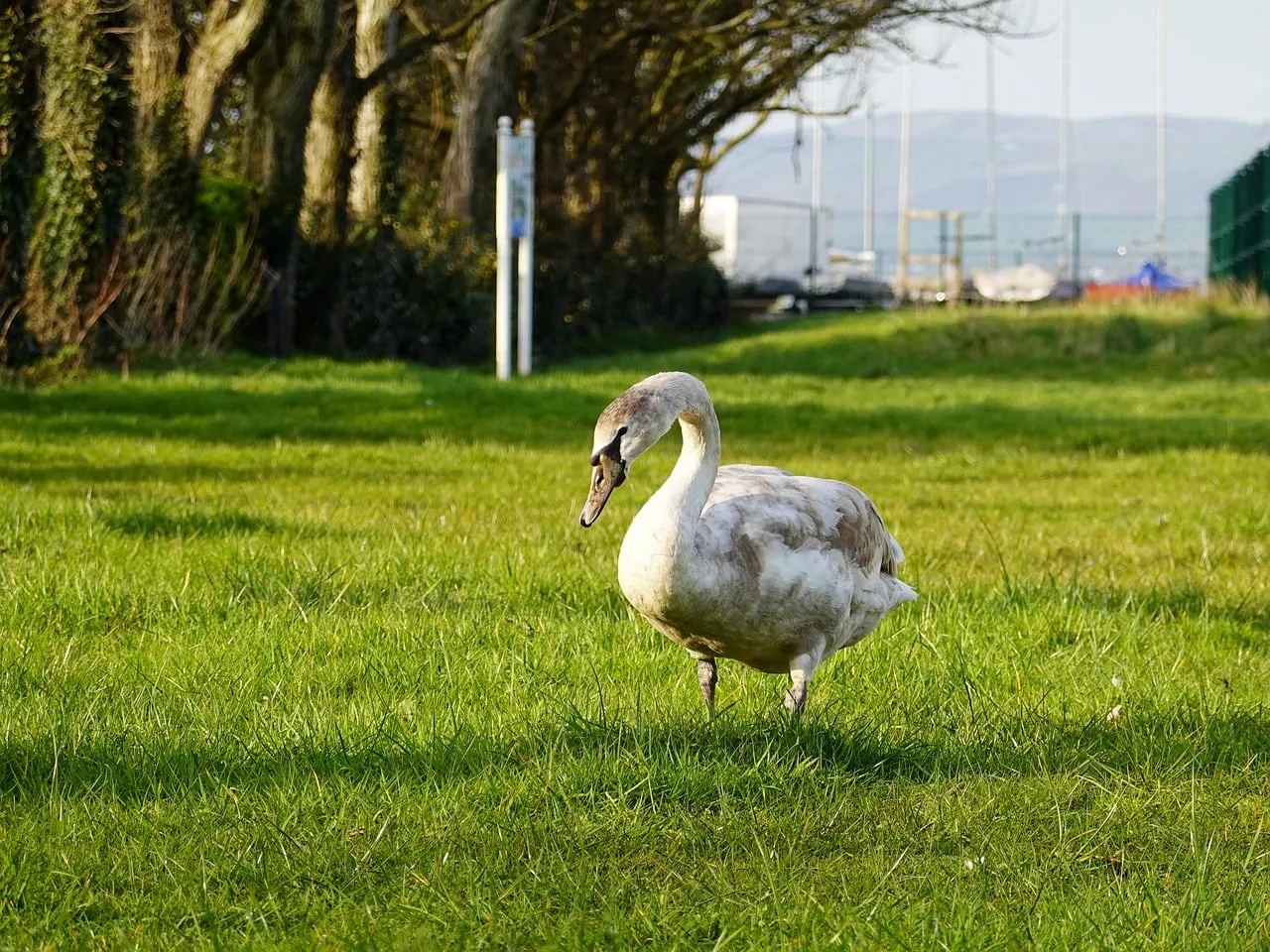 Graceful Cygnet: Spring Meadow Serenity