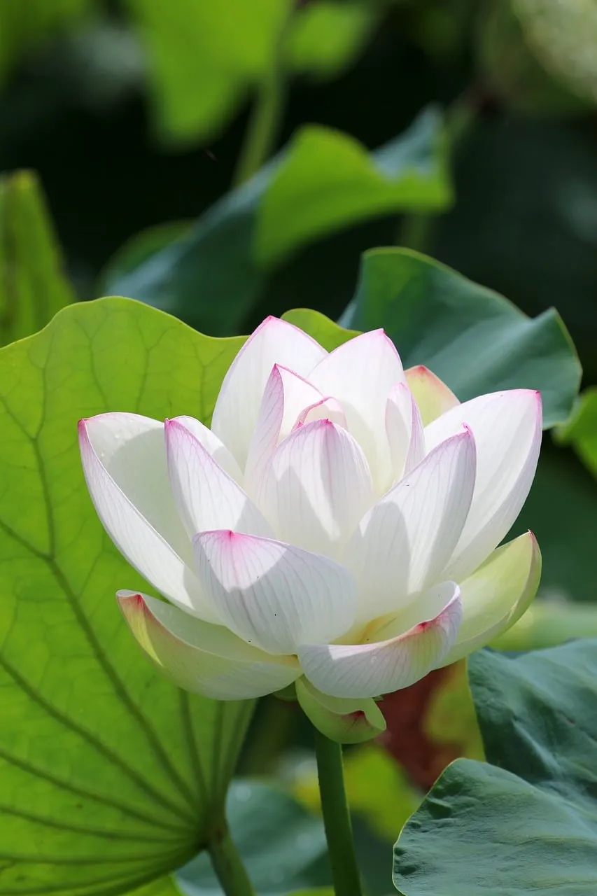 Serene White Lotus Bloom in Summer Pond