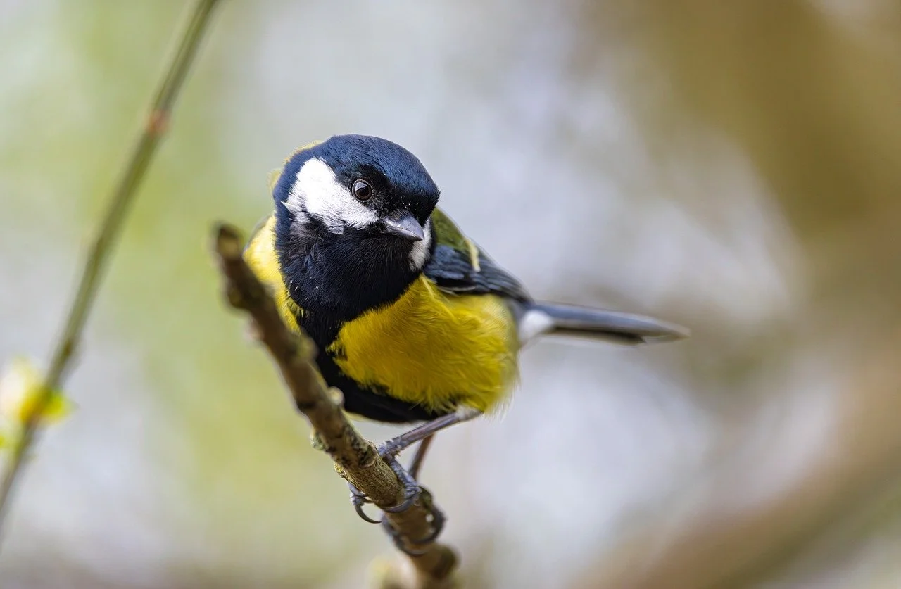 Vibrant Great Tit Perched: A Springtime Delight