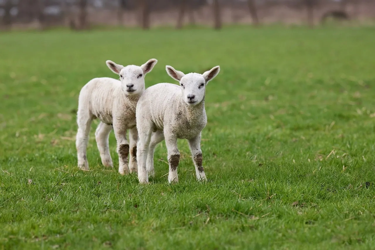 Adorable Spring Lambs: Fluffy Pair in a Lush Green Field