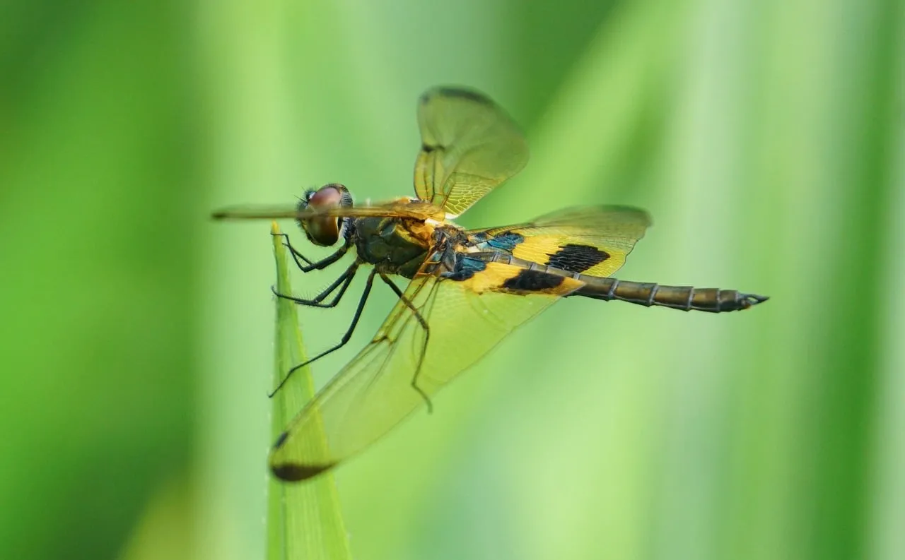 Vibrant Dragonfly in Macro: Nature's Delicate Balance