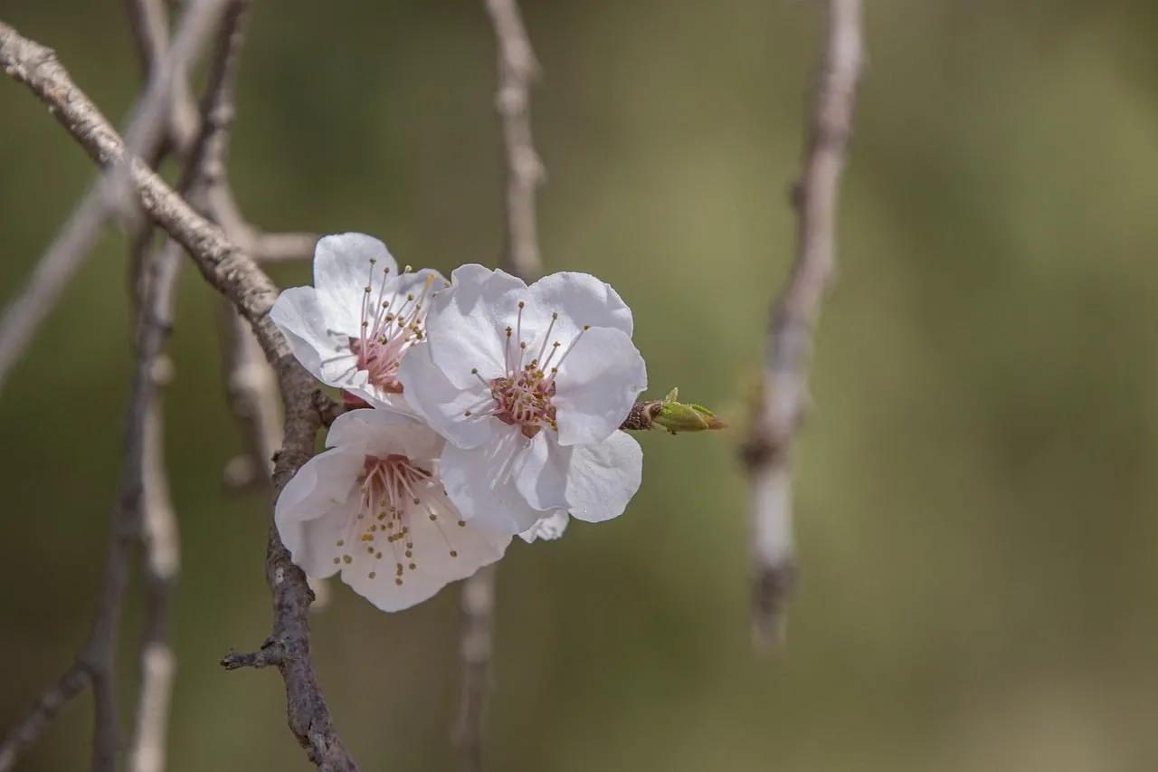 Delicate Apricot Blossoms: A Springtime Awakening