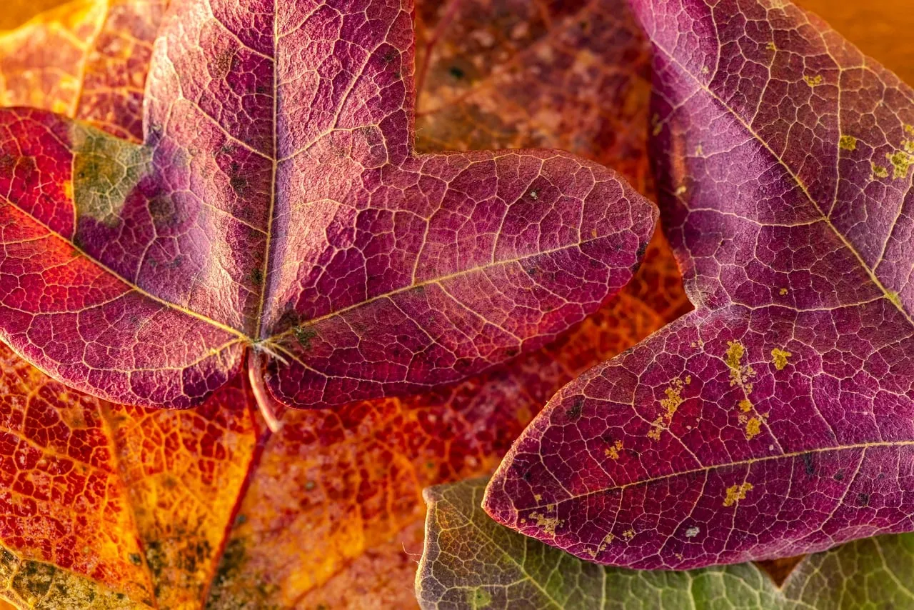Vibrant Autumn Leaves: Nature's Rich Tapestry in Macro Detail
