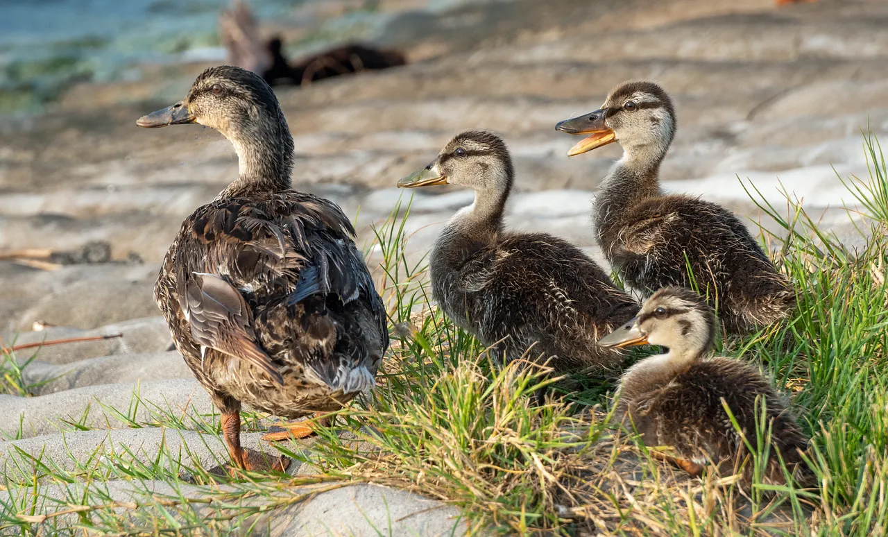 Charming Duck Family Strolling on the Shoreline
