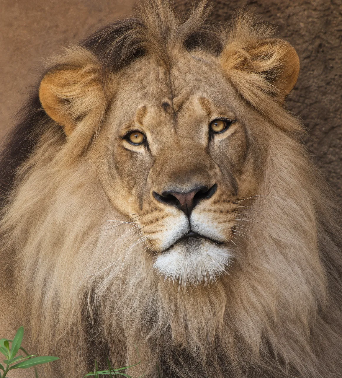 Majestic African Lion Portrait: King of the Savanna