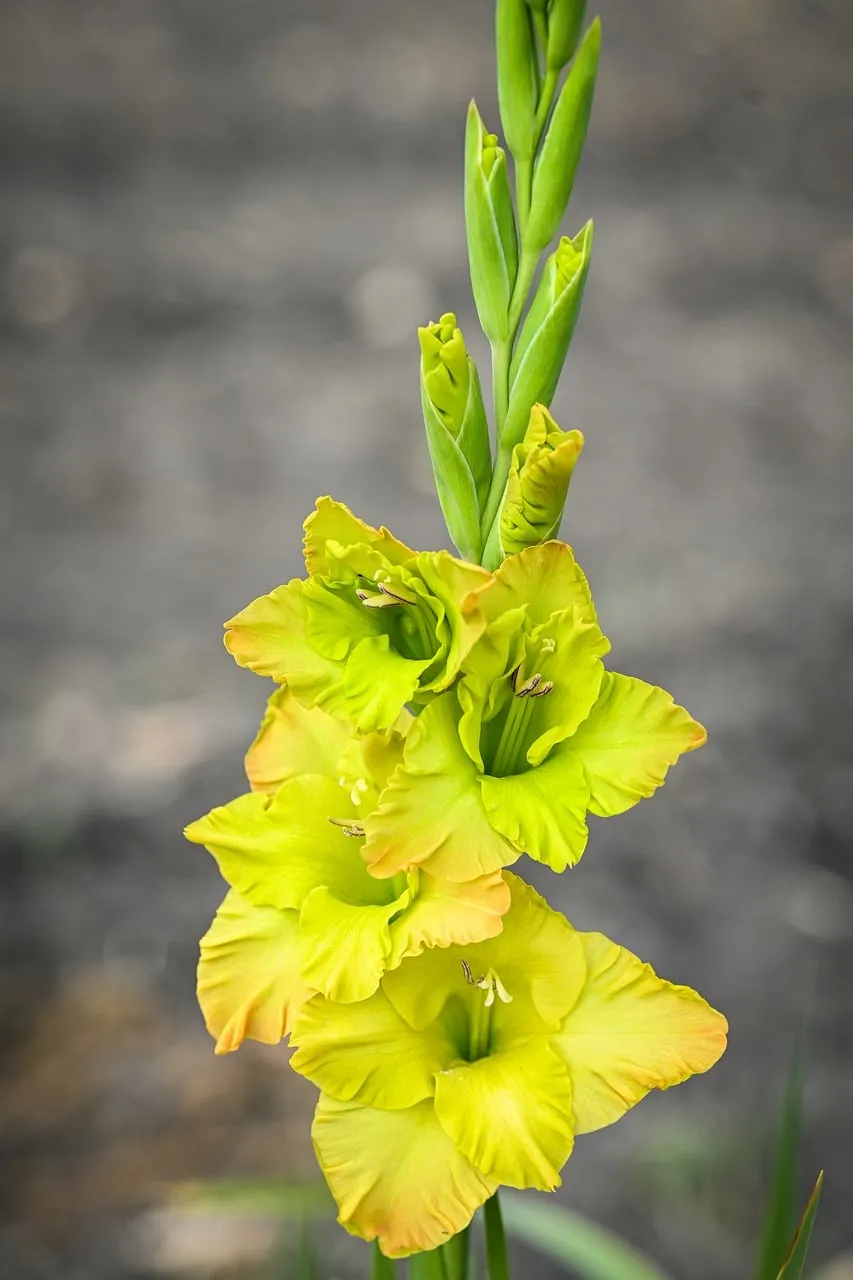 Vibrant Yellow Gladiolus: A Summer Garden's Golden Delight