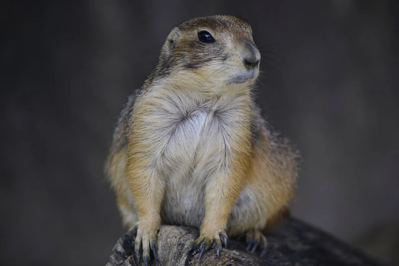 Intriguing Gaze: Curious Prairie Dog's Wild Observation