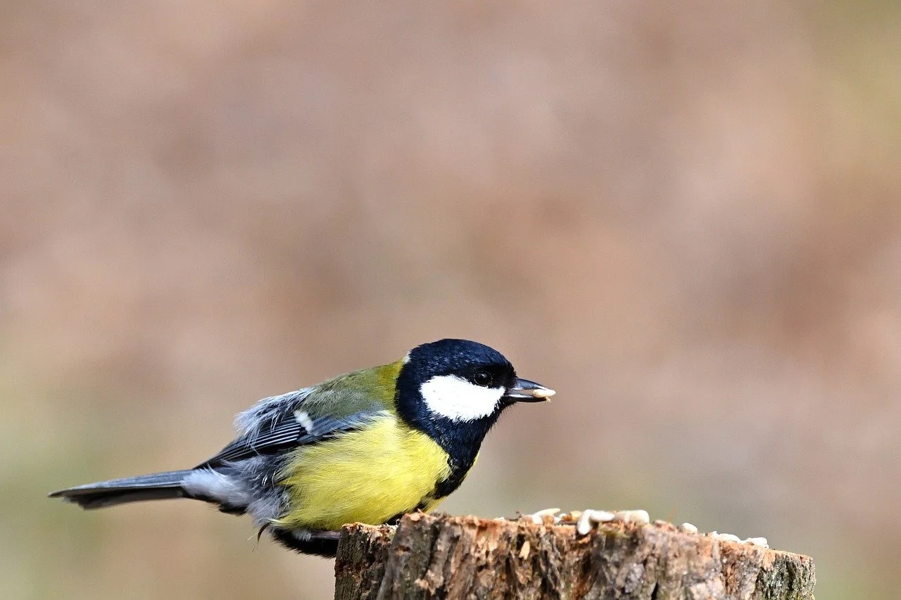 Vibrant Great Tit: A Springtime Feast in 4K