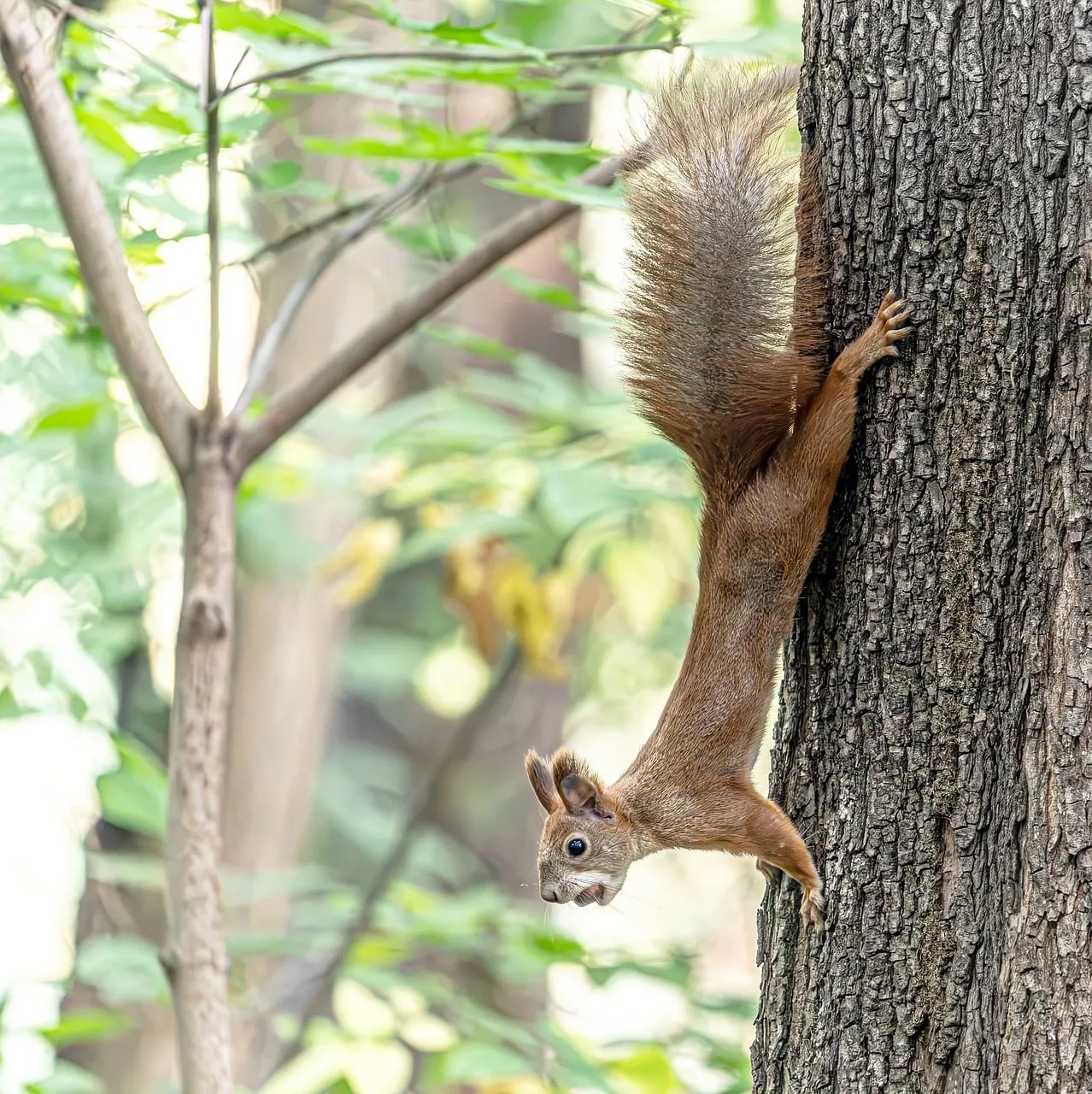 Acrobatic Red Squirrel: Upside-Down Forest Delight
