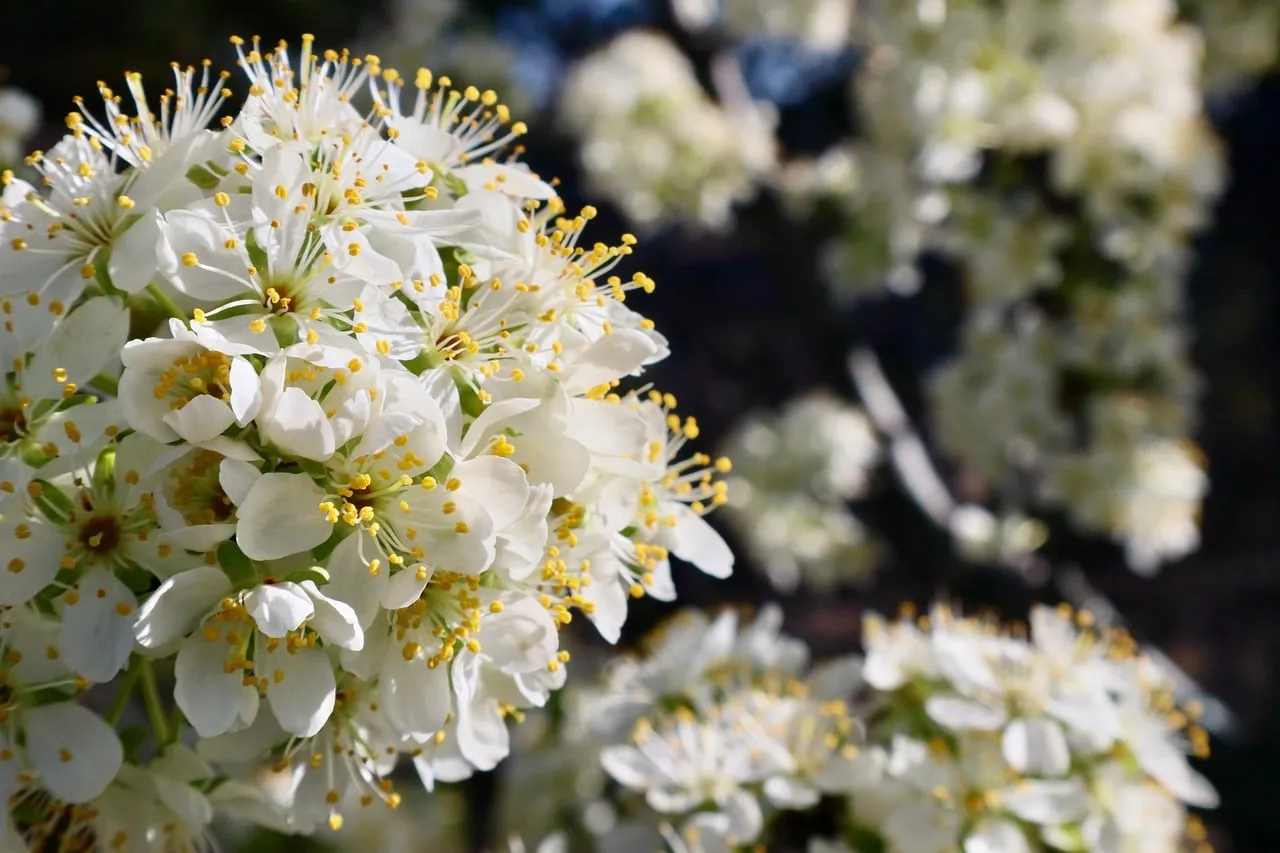 Vibrant Spring Blooms: Dazzling White Flower Clusters in Sunlight