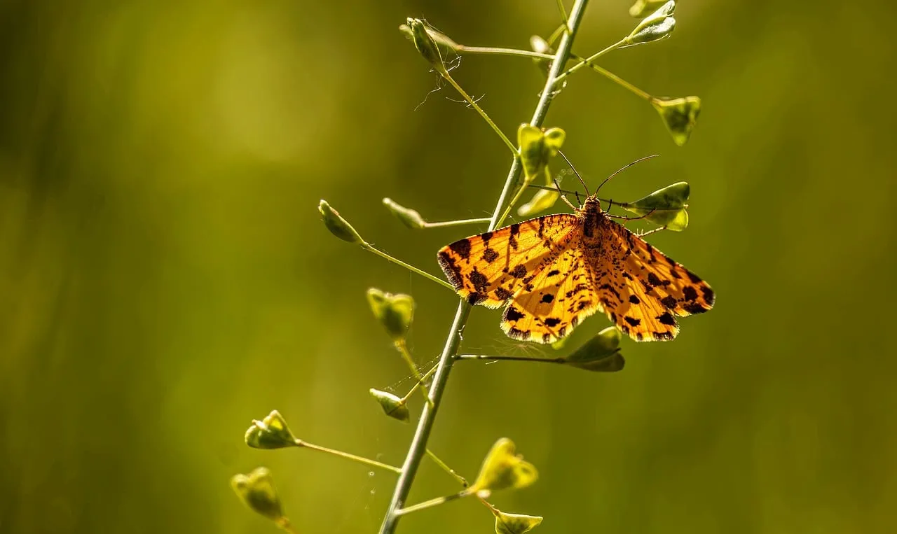 Vibrant Yellow Butterfly: A Macro Glimpse of Summer Nature