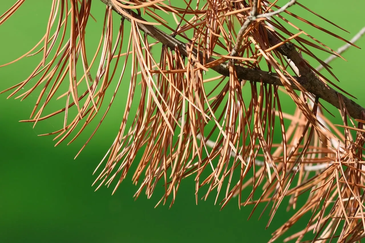 Vibrant Contrast: Dry Pine Needles Against Green Background