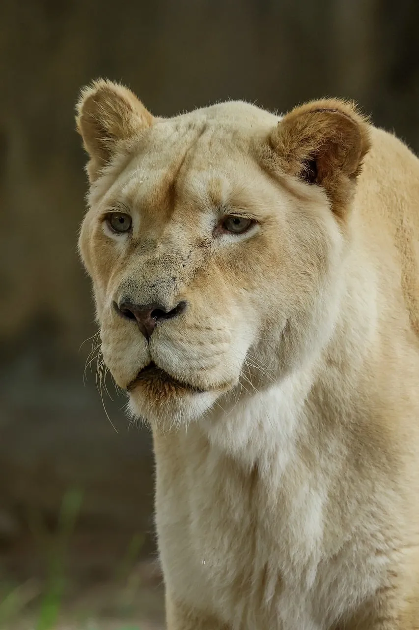 Majestic White Lioness: A Portrait of Serene Power