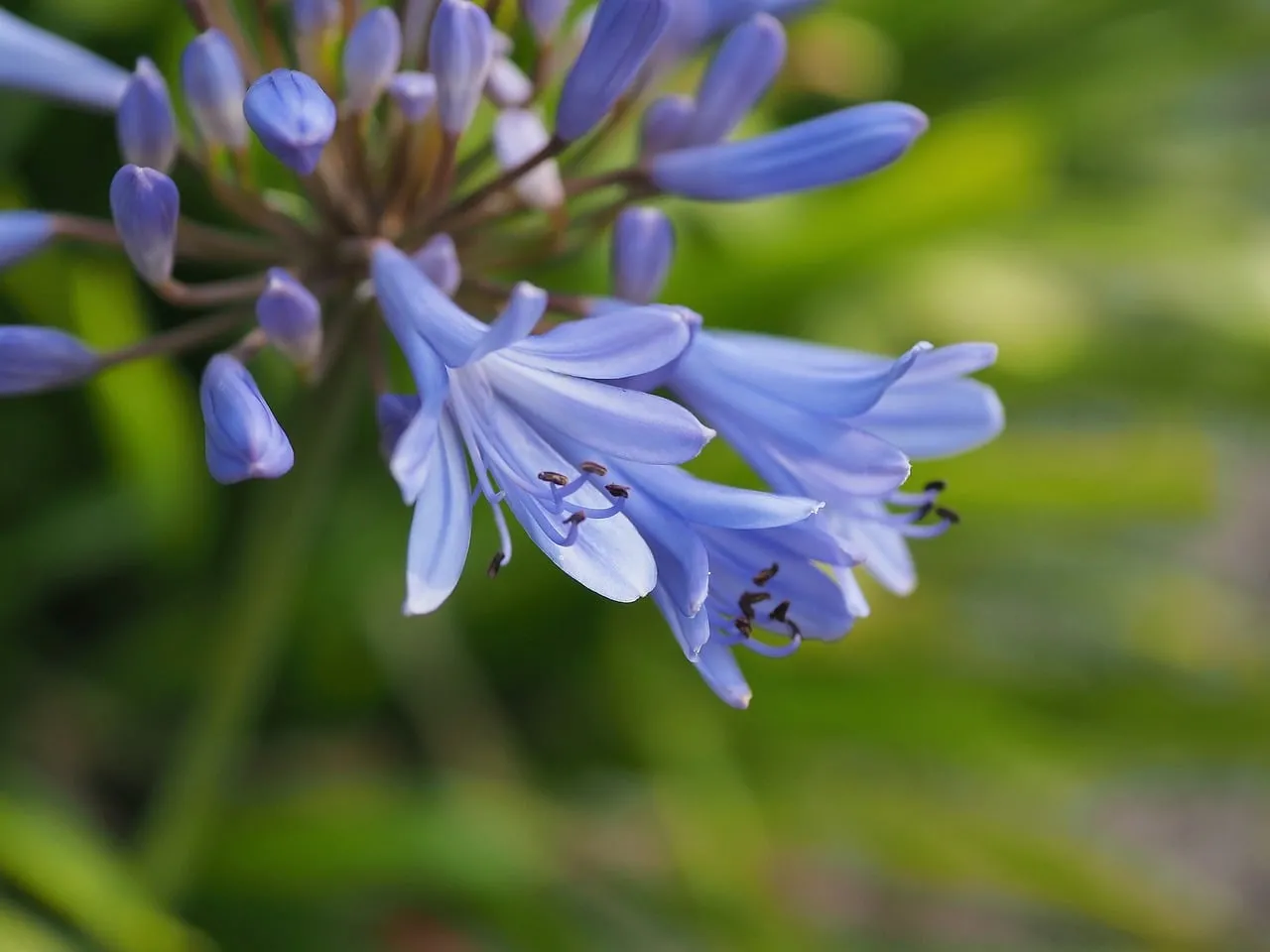 Vibrant Blue Agapanthus: A Symphony of Spring Blooms
