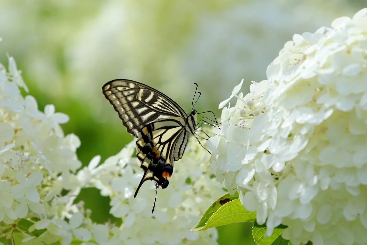Stunning Tiger Butterfly on White Hydrangea Bloom