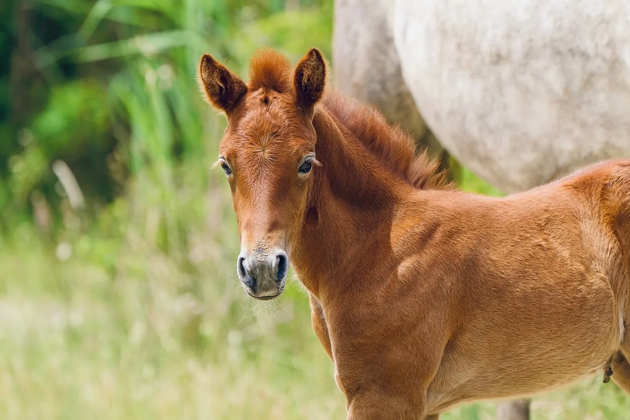 Adorable Foal's Gentle Gaze in a Spring Meadow