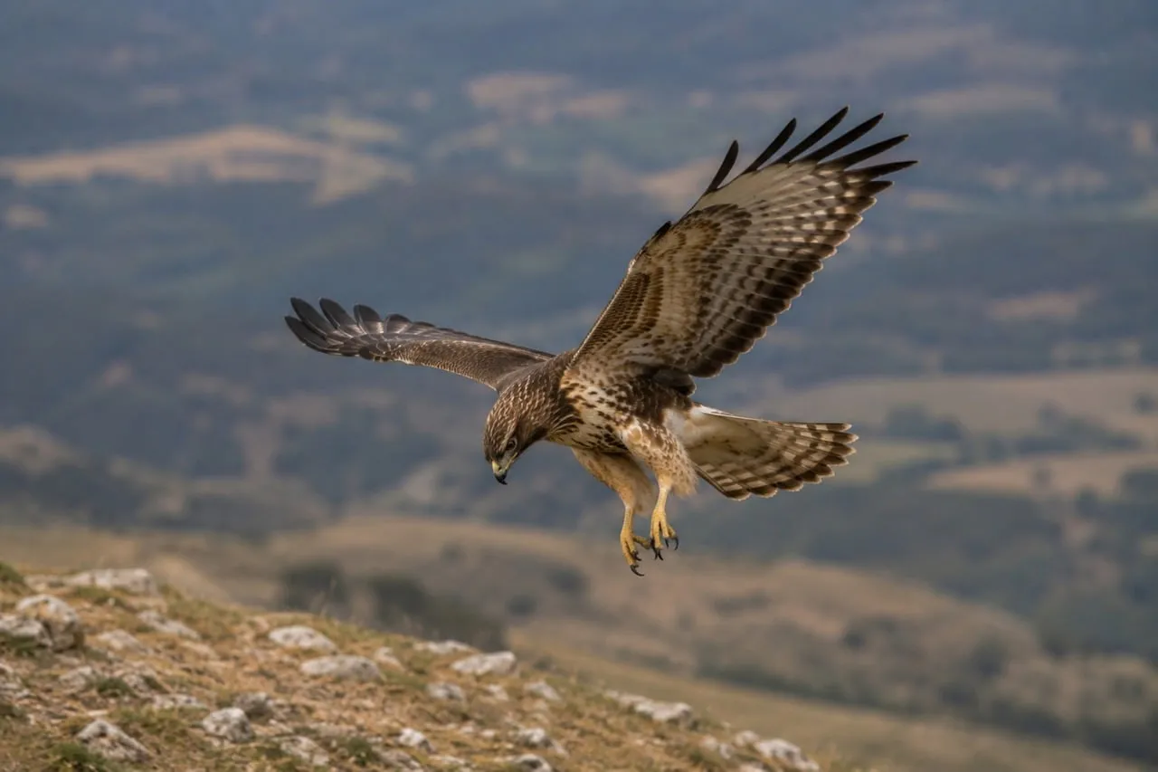 Majestic Raptor Soaring: Hawk in Flight Over Rugged Landscape