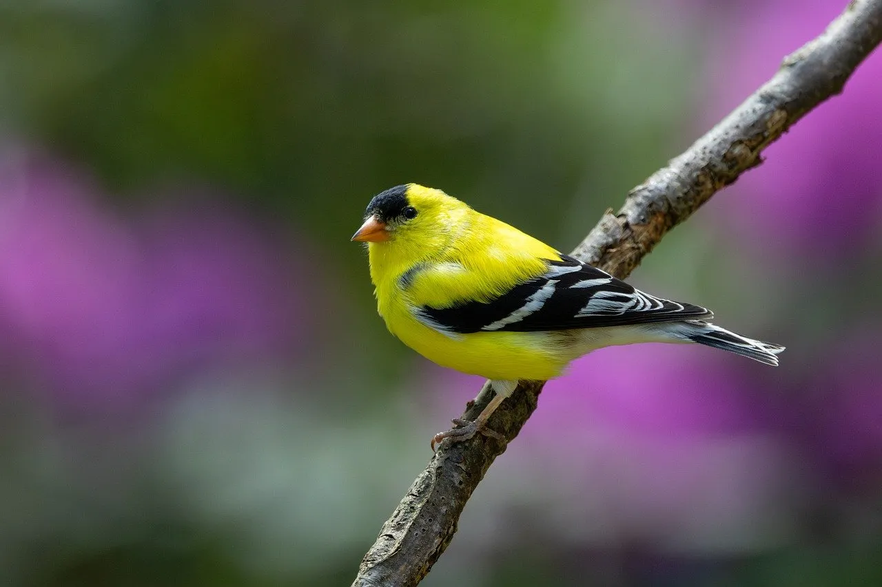 Vibrant Goldfinch Perched: A Springtime Delight