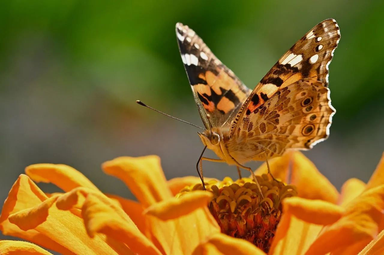 Vibrant Zinnia Blossom with Painted Lady Butterfly