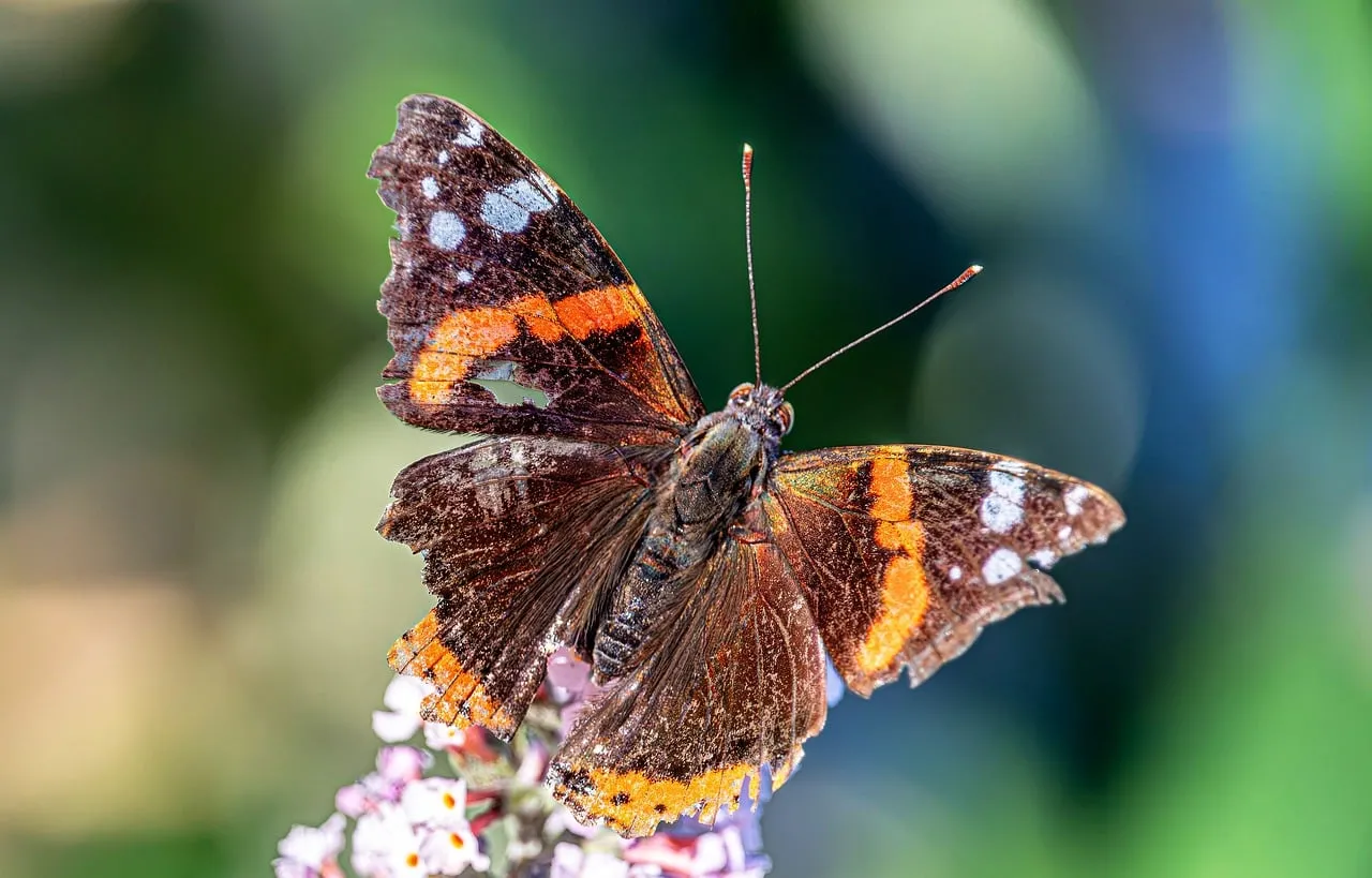 Vivid Red Admiral Butterfly on a Soft-Focus Bloom