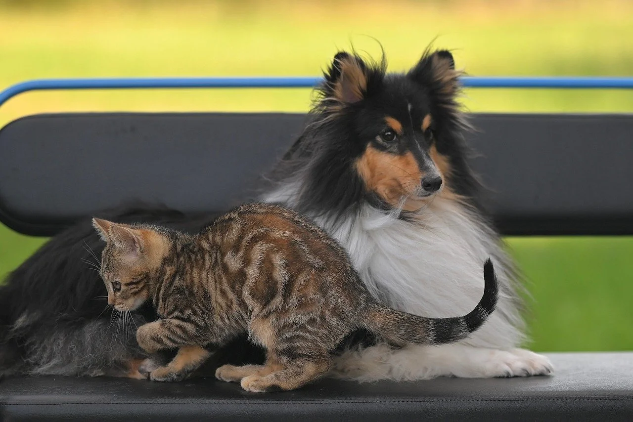 Heartwarming Duo: Shetland Sheepdog and Playful Kitten