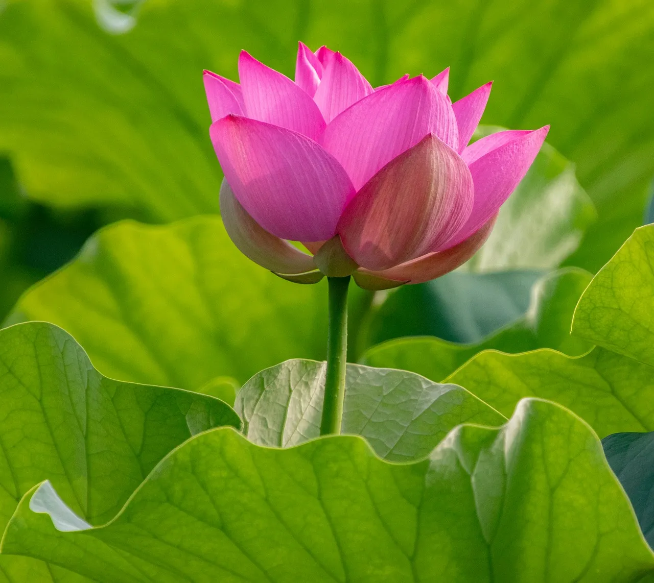 Vibrant Pink Lotus Bloom: Serene Pond Beauty