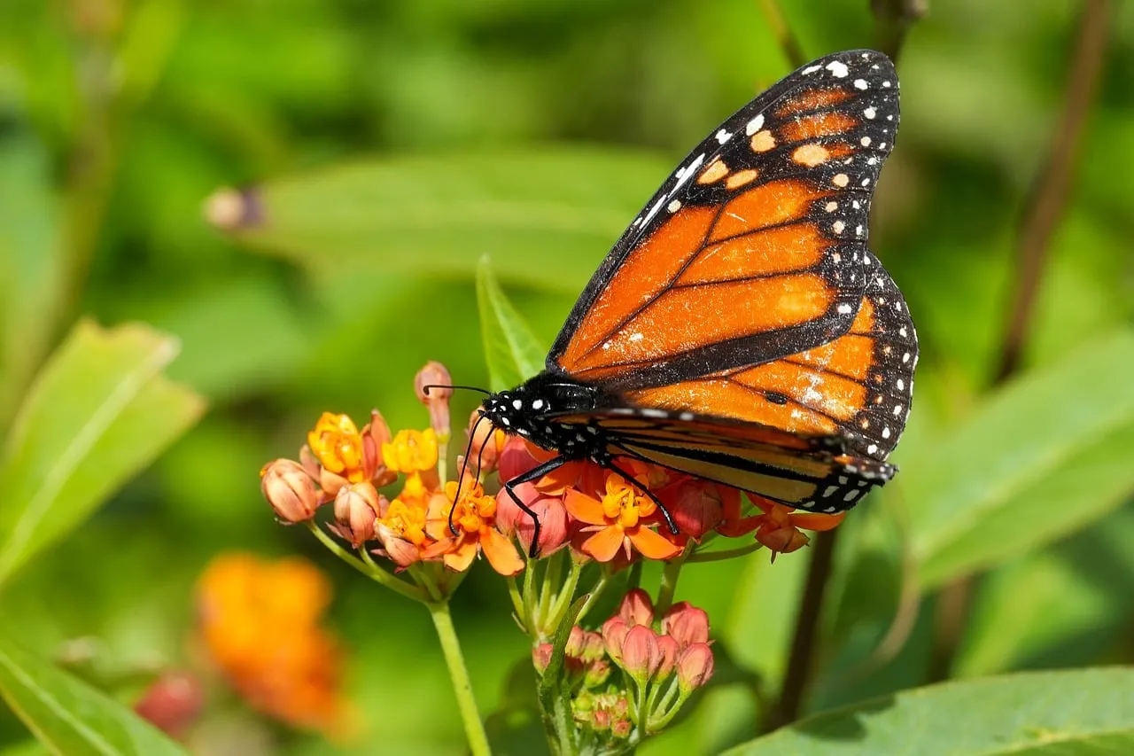 Vibrant Monarch Butterfly Nectaring on Bright Orange Flowers